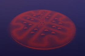 Oasis Materials