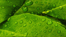 Green-story