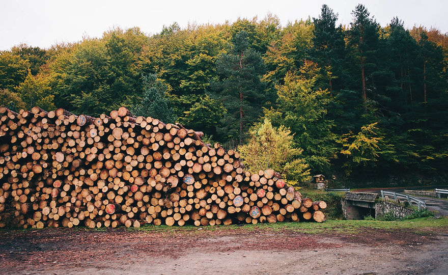 Pile of forested logs