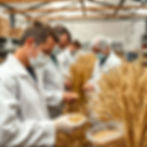 Wheat Phenptyping