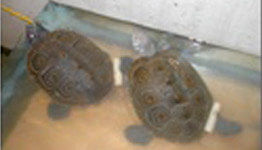 Turtle Transmitters