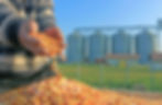 Grain Trading
