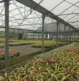 Greenhouse